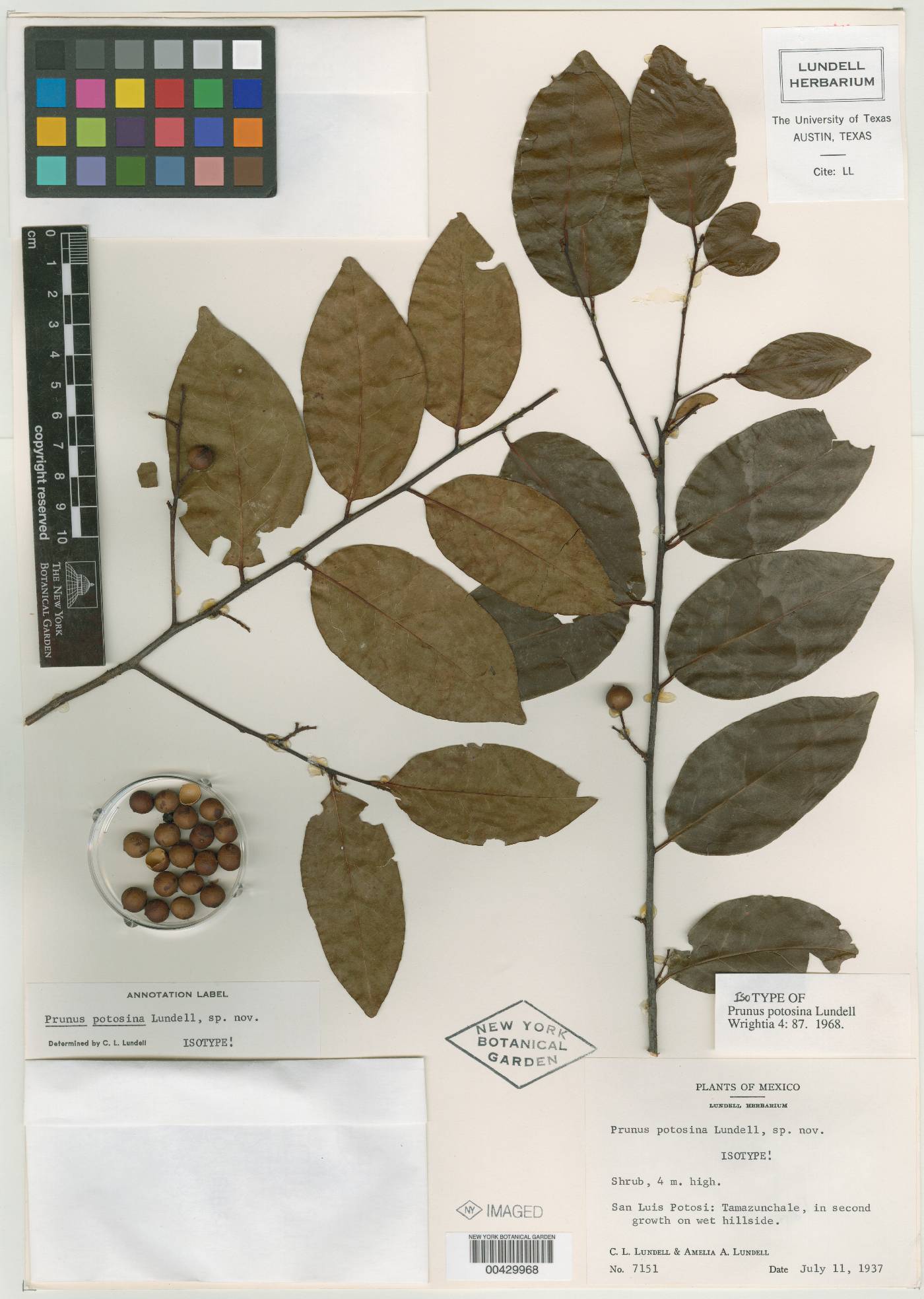 Prunus samydoides image