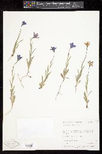 Campanula parryi image