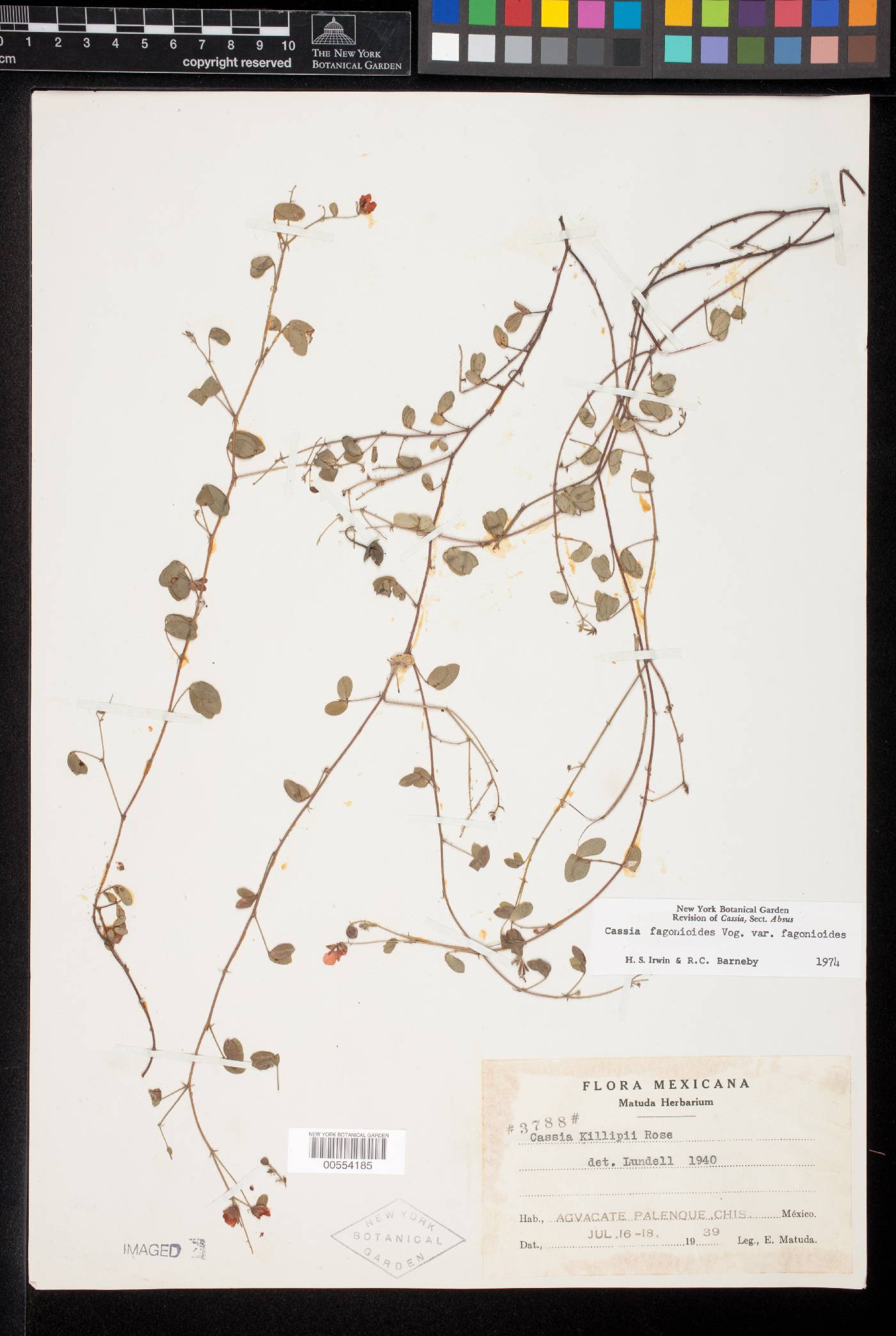 Chamaecrista fagonioides image