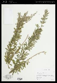 Lespedeza cuneata image