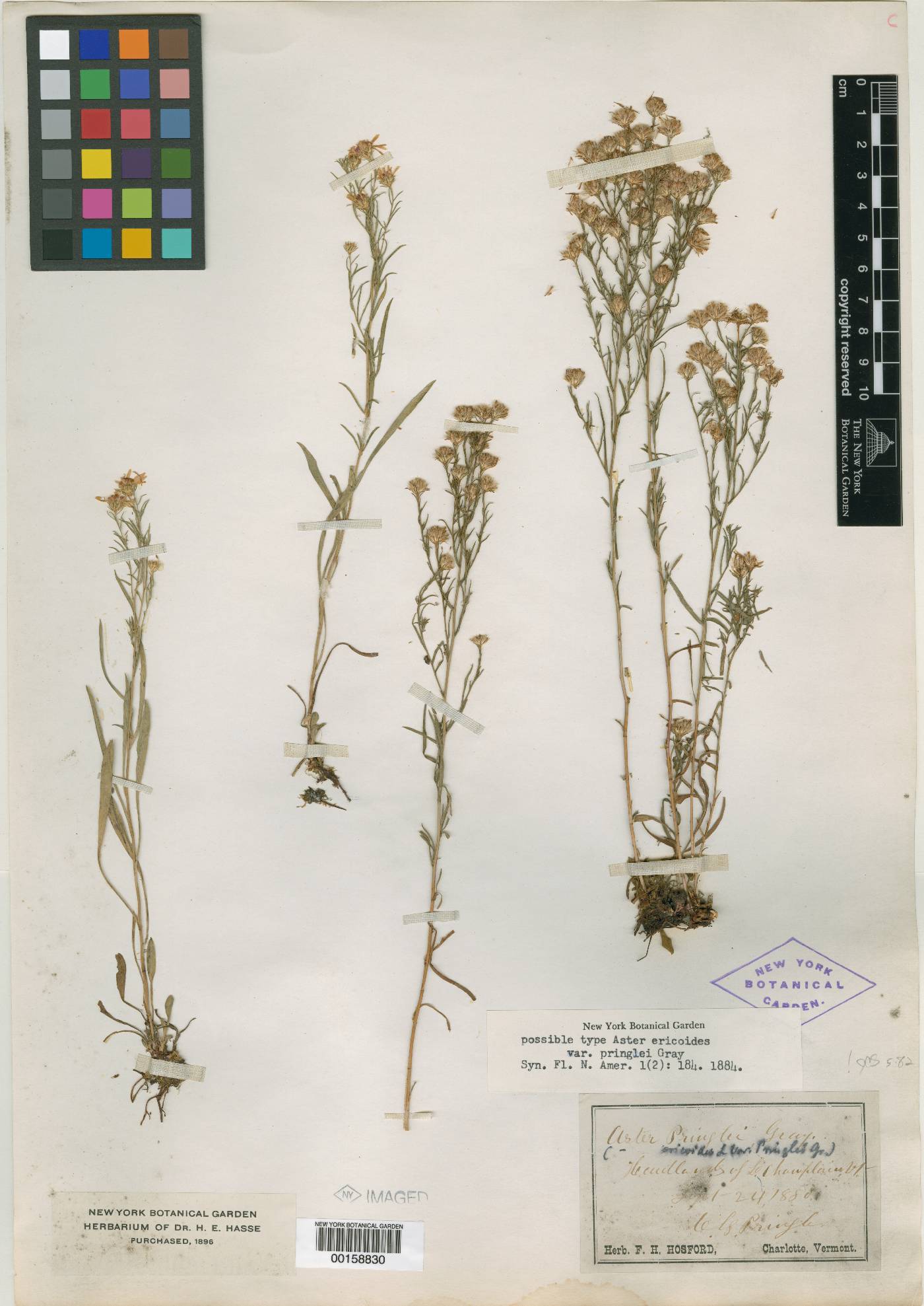 Aster pringlei image