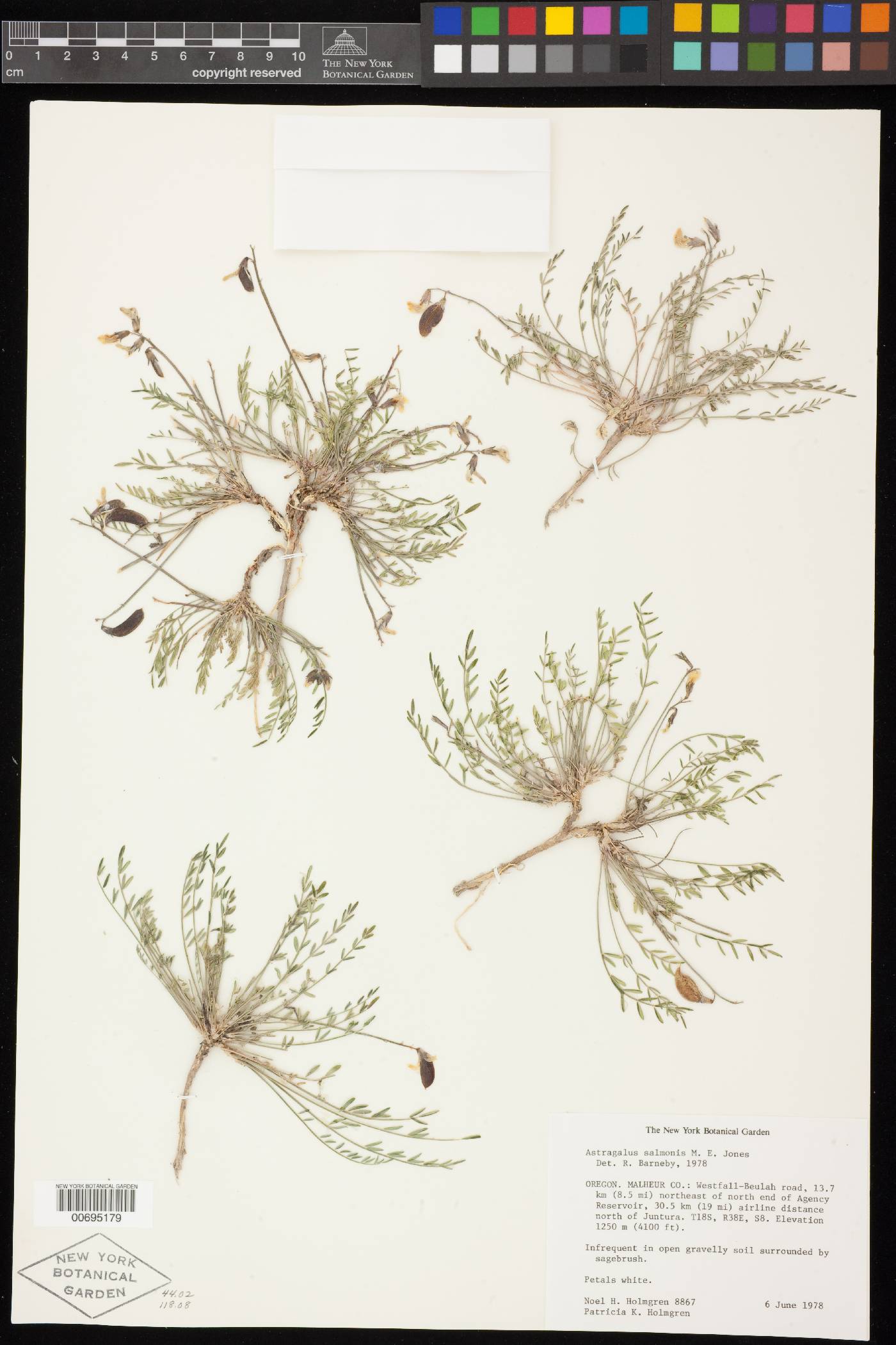 Astragalus salmonis image