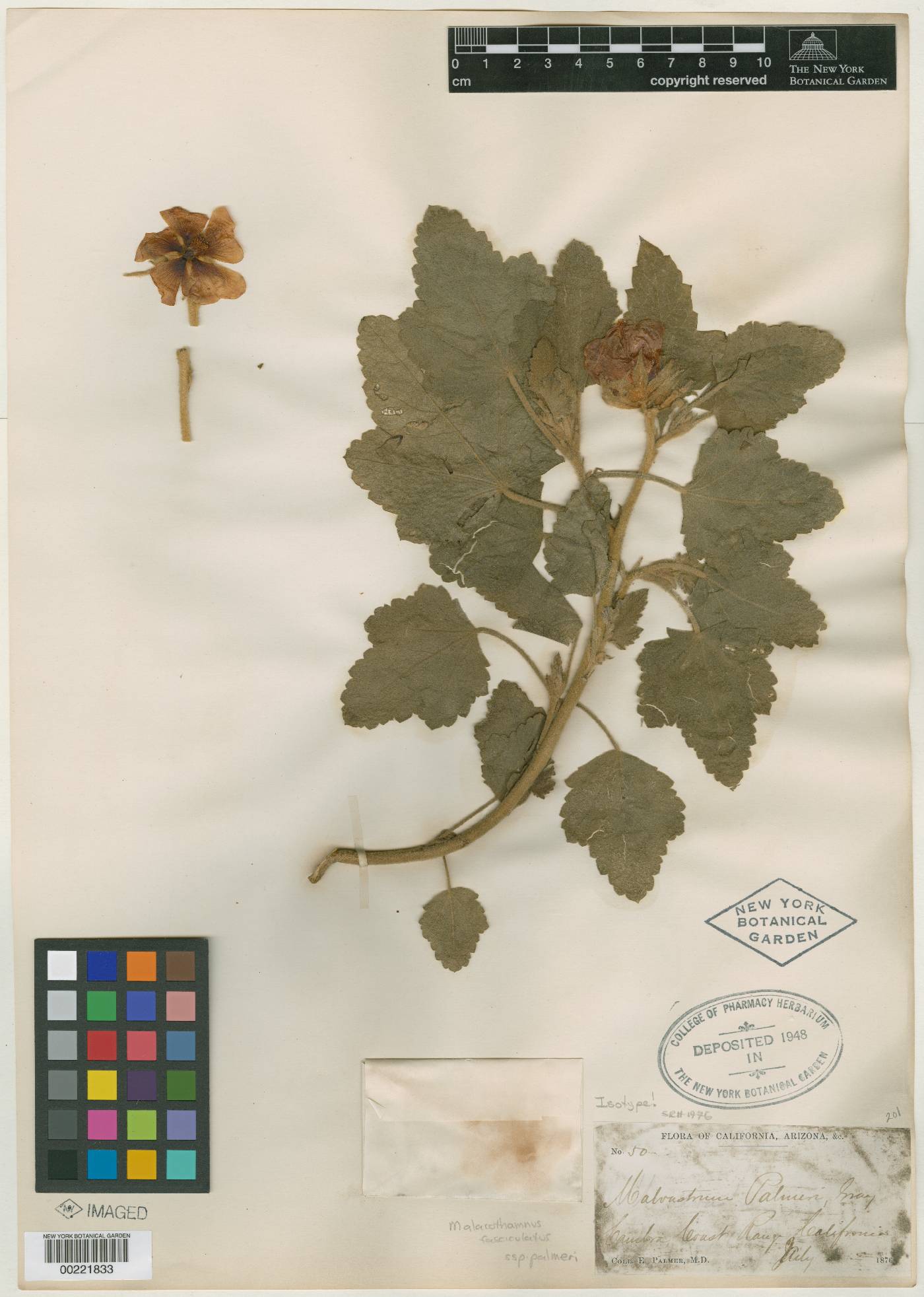 Malvastrum palmeri image
