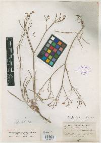 Eriogonum lonchophyllum var. lonchophyllum image