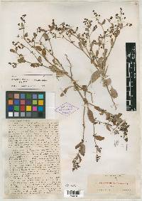 Eriogonum viridescens image