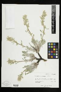 Cryptantha fulvocanescens image