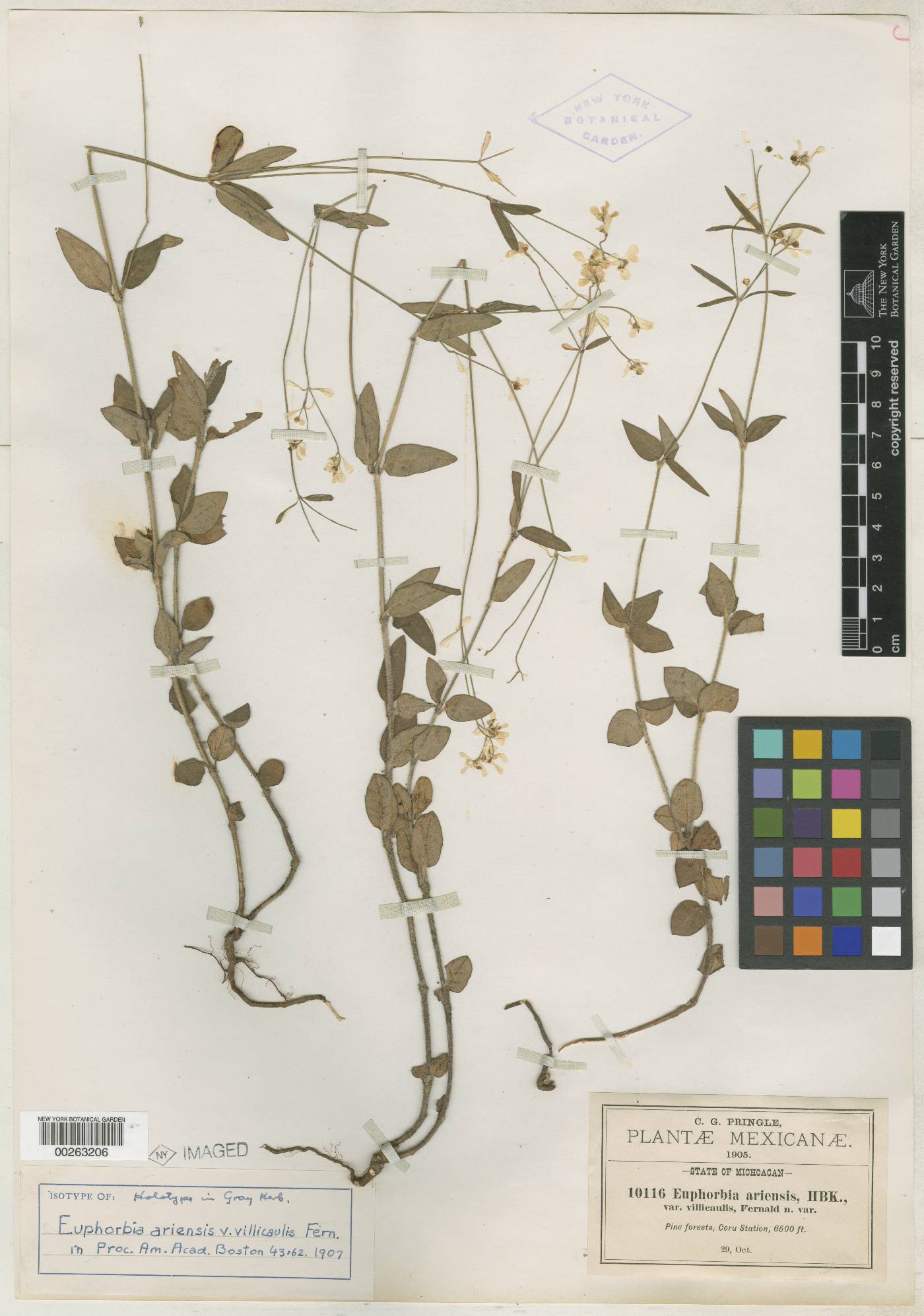 Euphorbia ariensis image