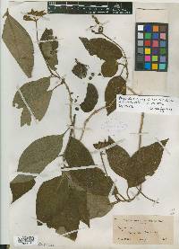 Palicourea neopurpusii image