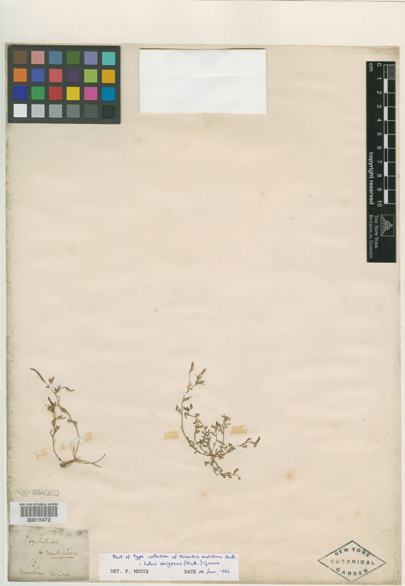 Hosackia nudiflora image