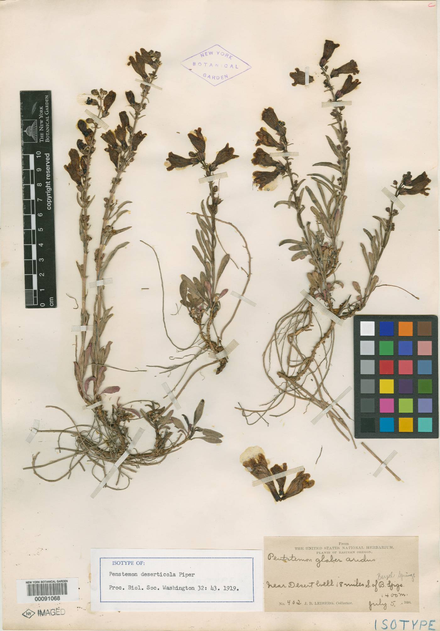Penstemon deserticola image