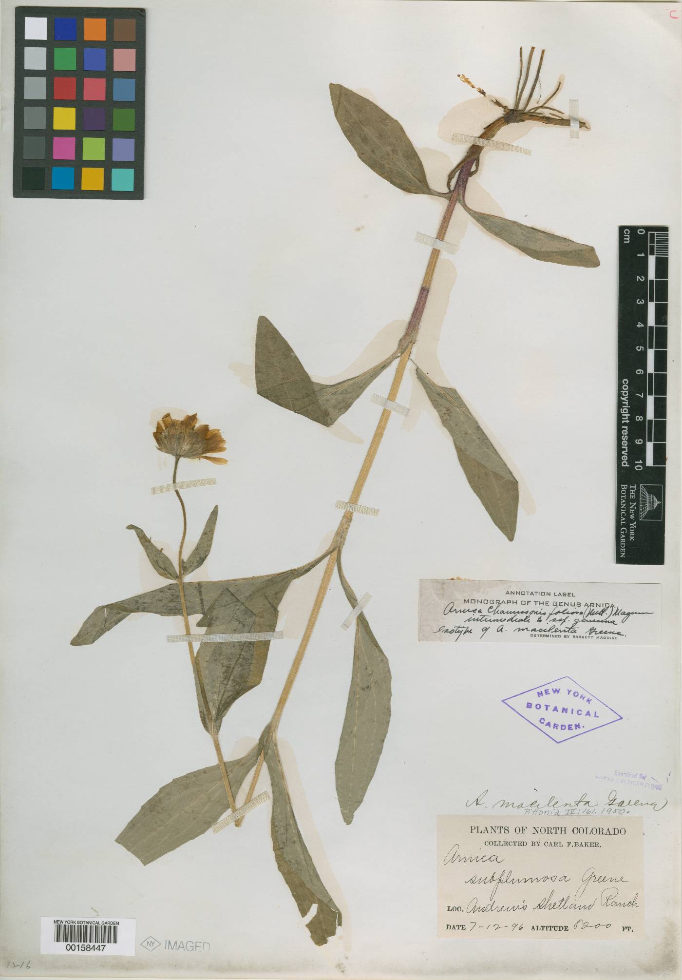 Arnica macilenta image