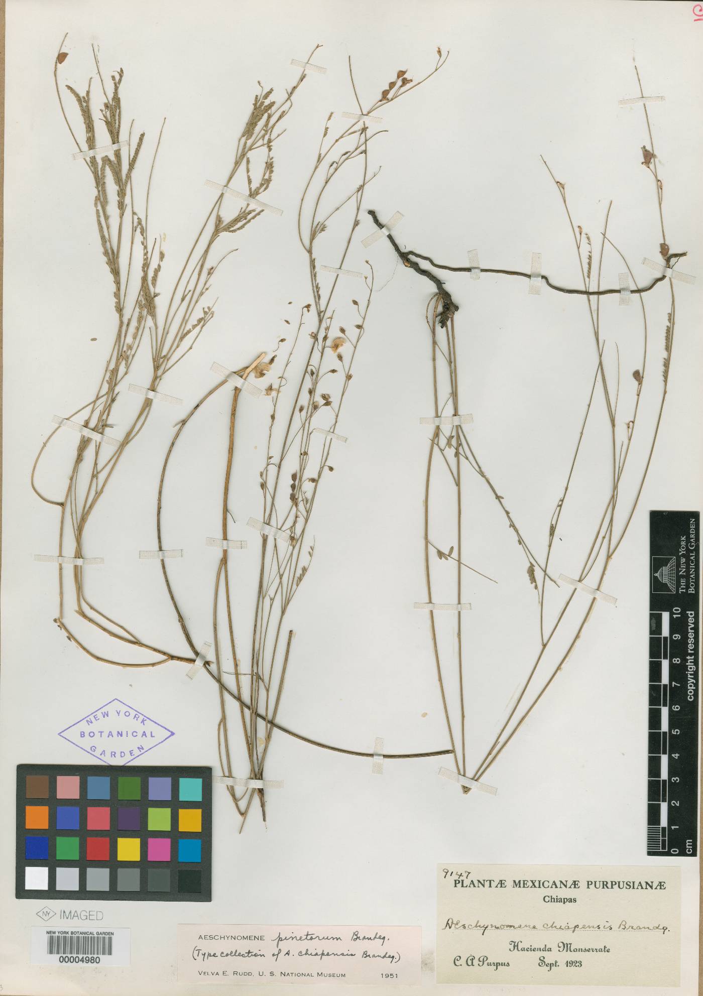 Aeschynomene pinetorum image