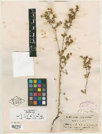 Potentilla lateriflora image