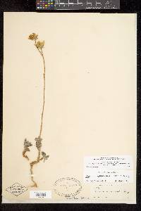 Geraea canescens image