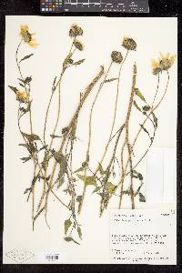 Helianthus petiolaris subsp. fallax image