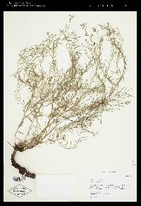 Krameria lanceolata image