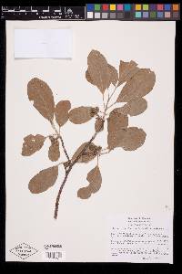 Bursera laurihuertae image