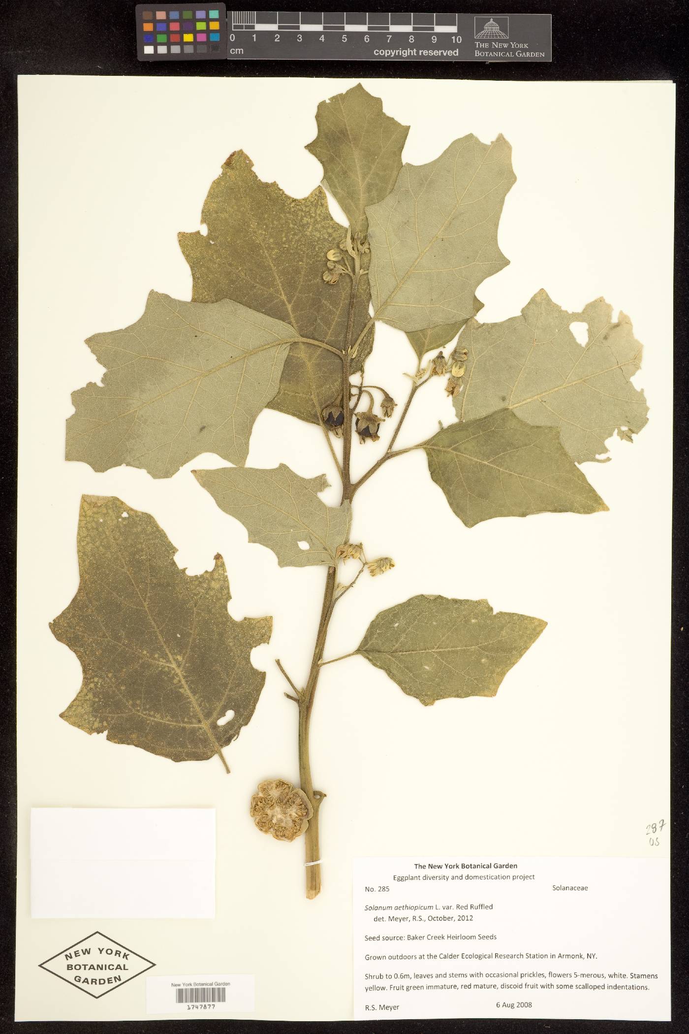 Solanum aethiopicum image