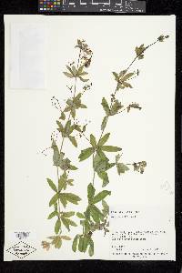 Galium trifidum image