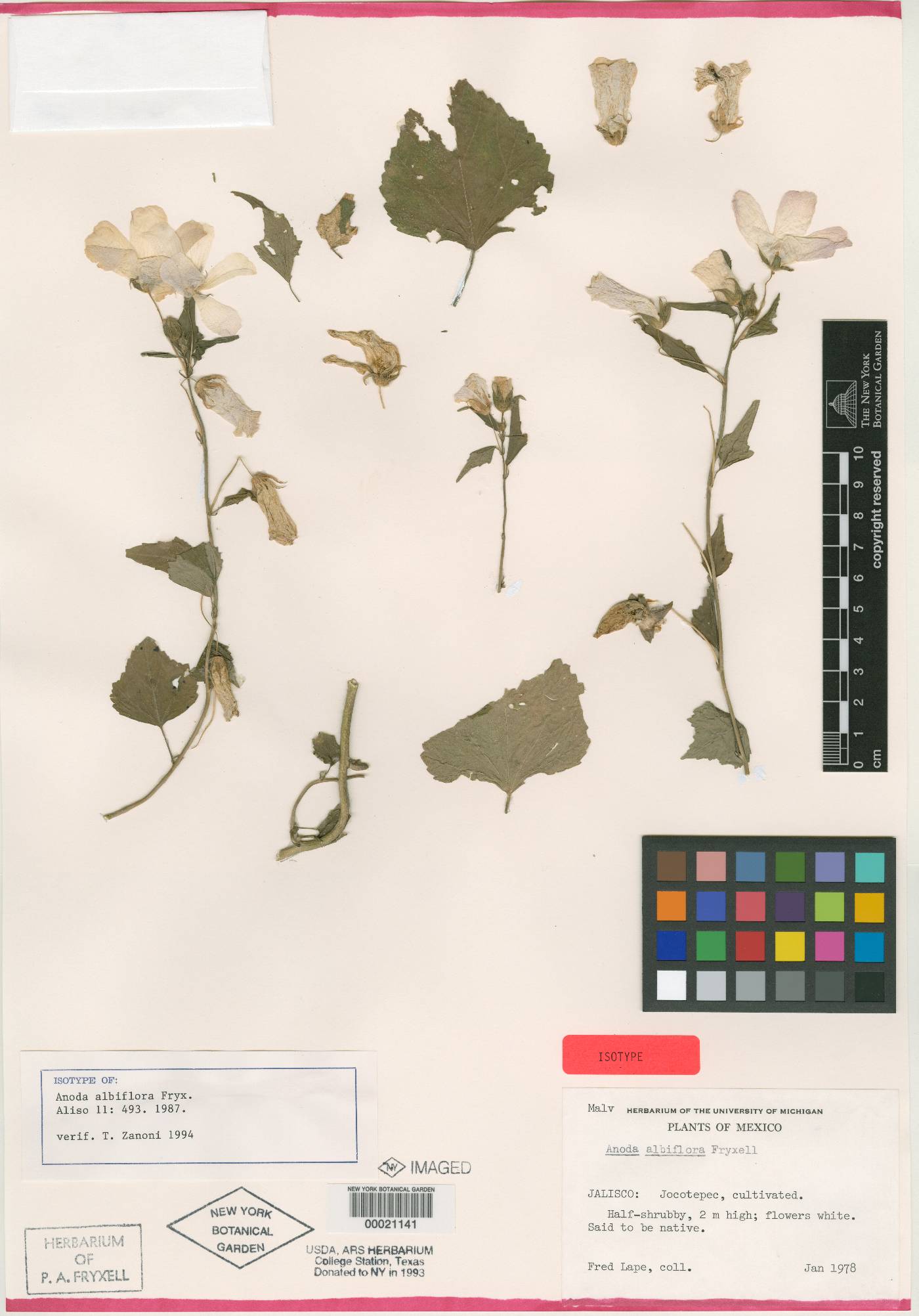 Anoda albiflora image