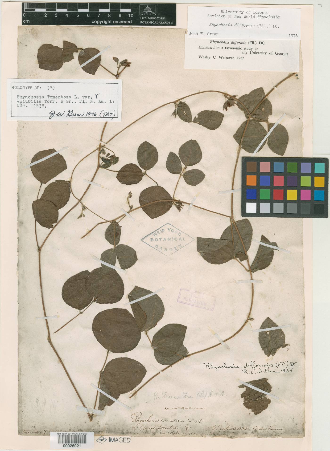 Rhynchosia tomentosa var. volubilis image