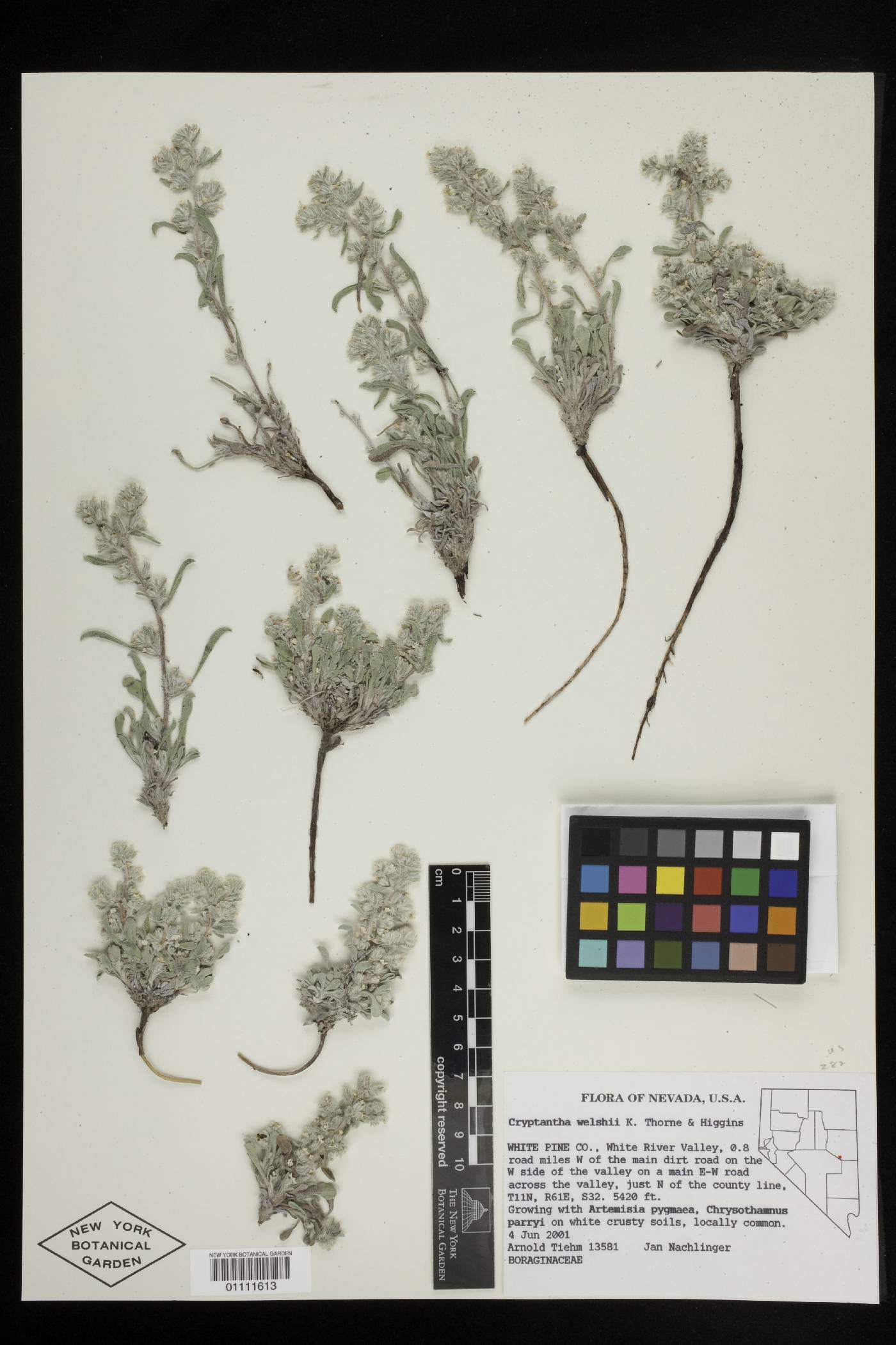 Oreocarya welshii image