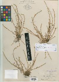 Allocarya ambigens image