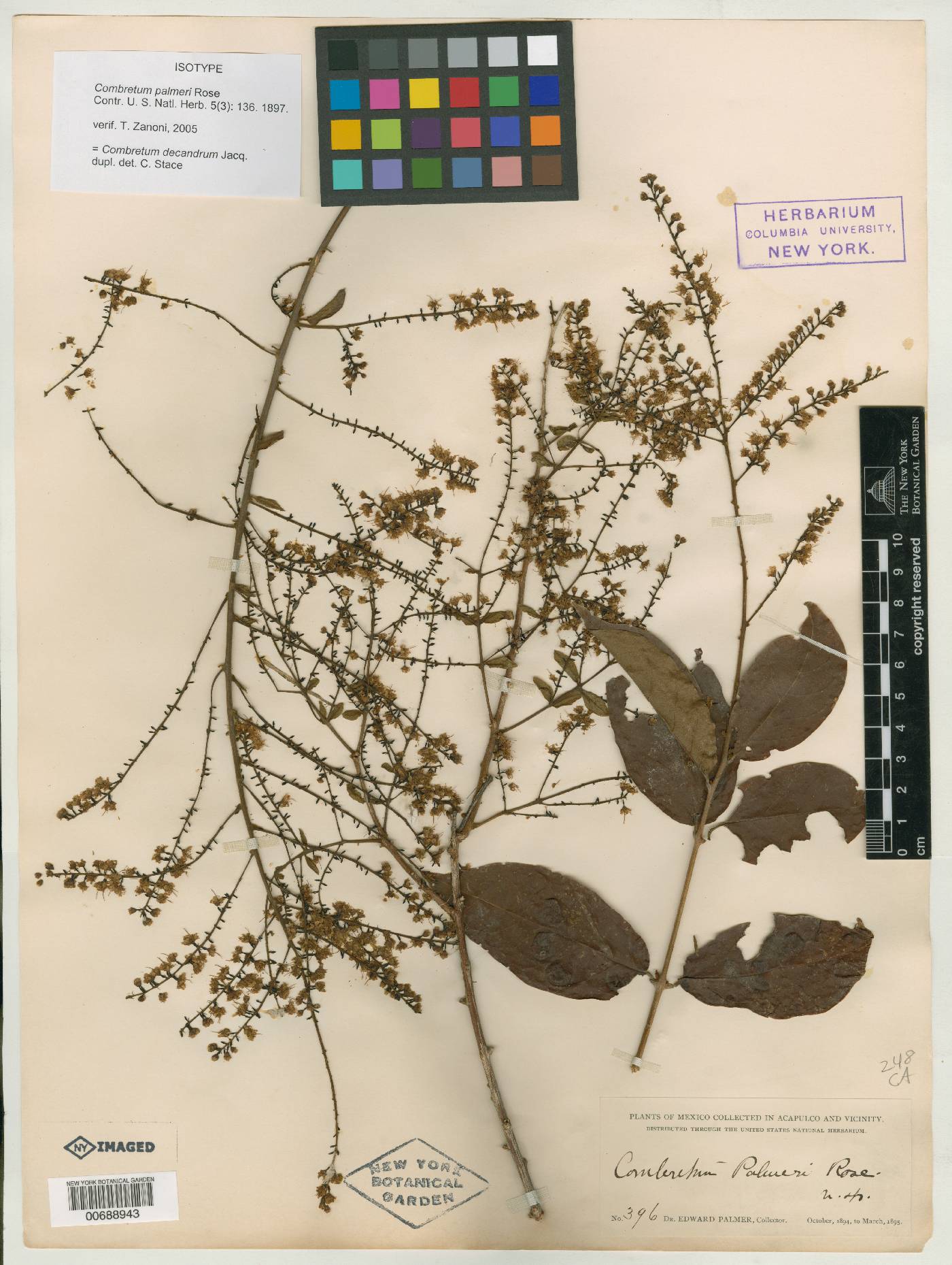 Combretum decandrum image