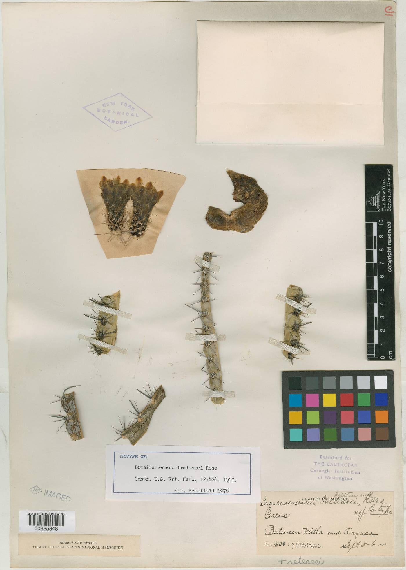 Stenocereus treleasei image