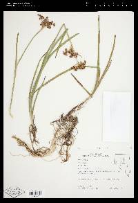 Juncus saximontanus image