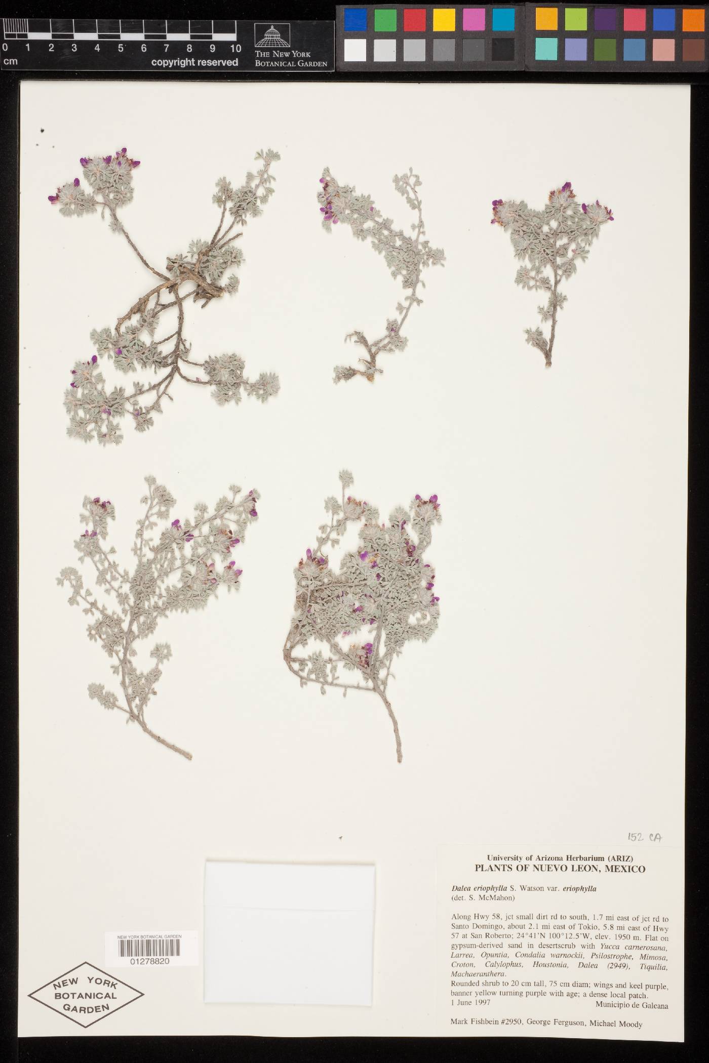 Dalea eriophylla var. eriophylla image