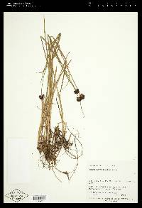 Juncus mertensianus image