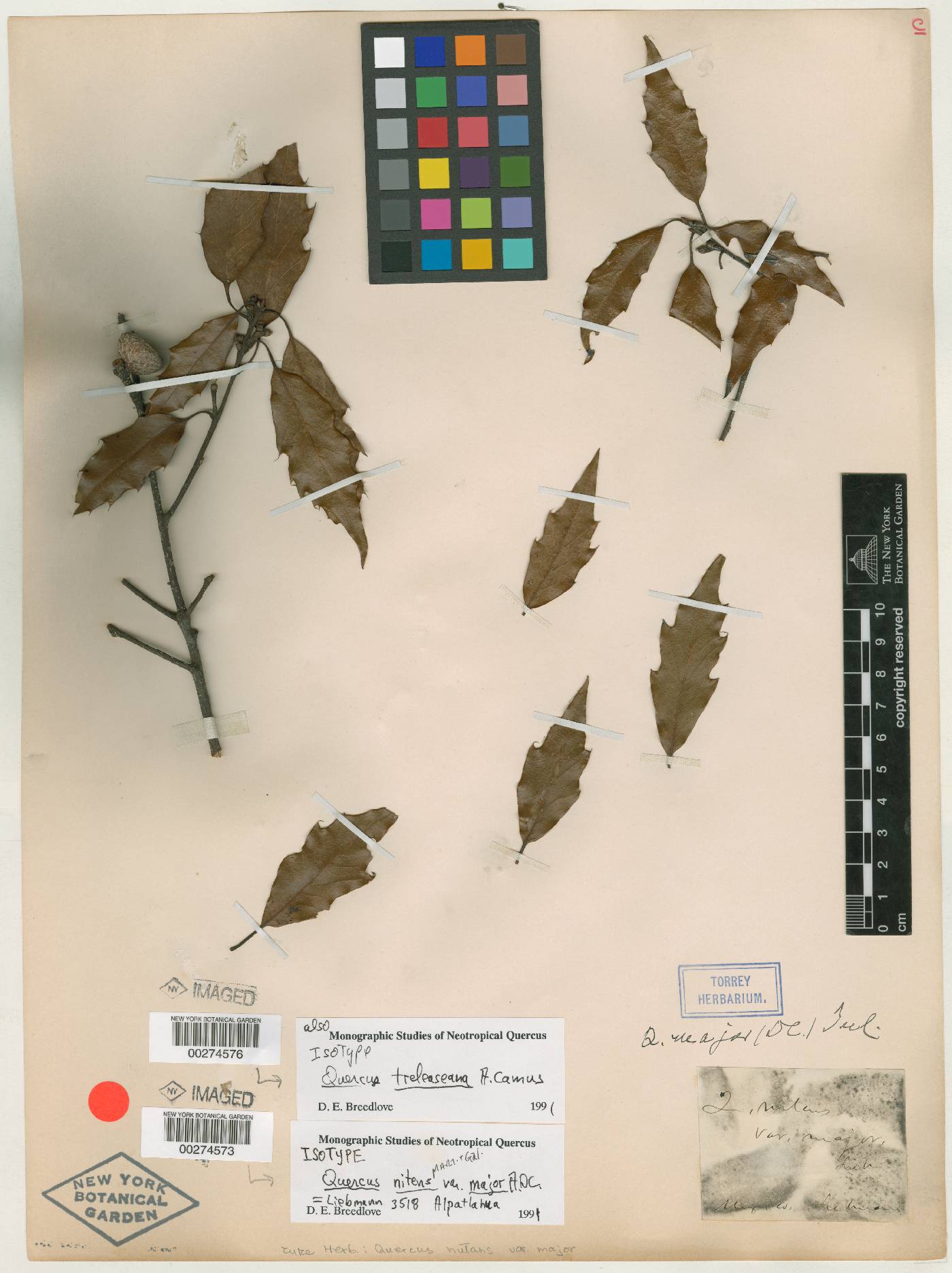 Quercus laurina image