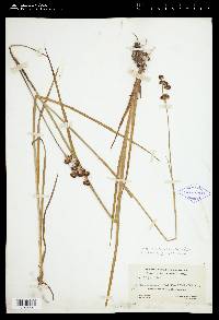 Juncus ensifolius var. montanus image