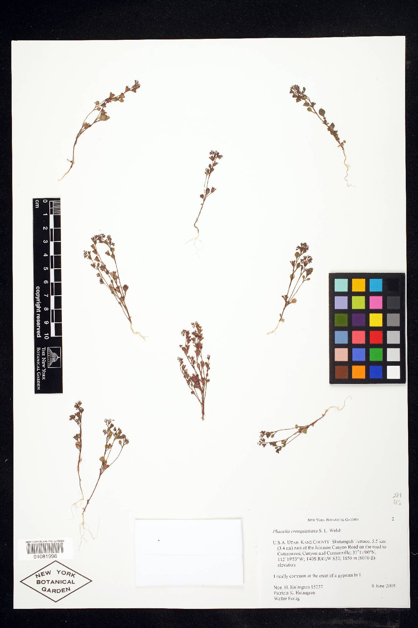 Phacelia cronquistiana image