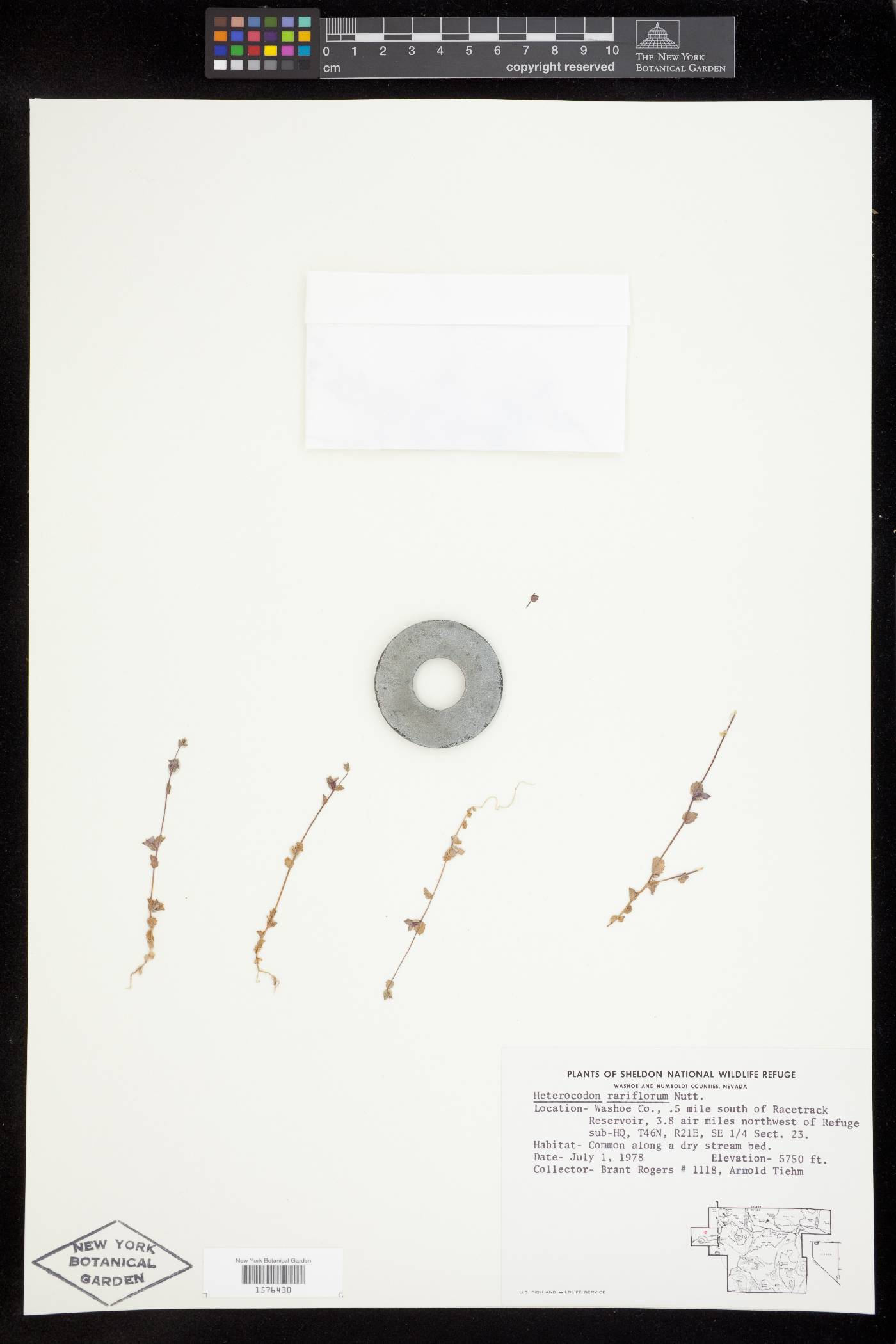 Heterocodon image