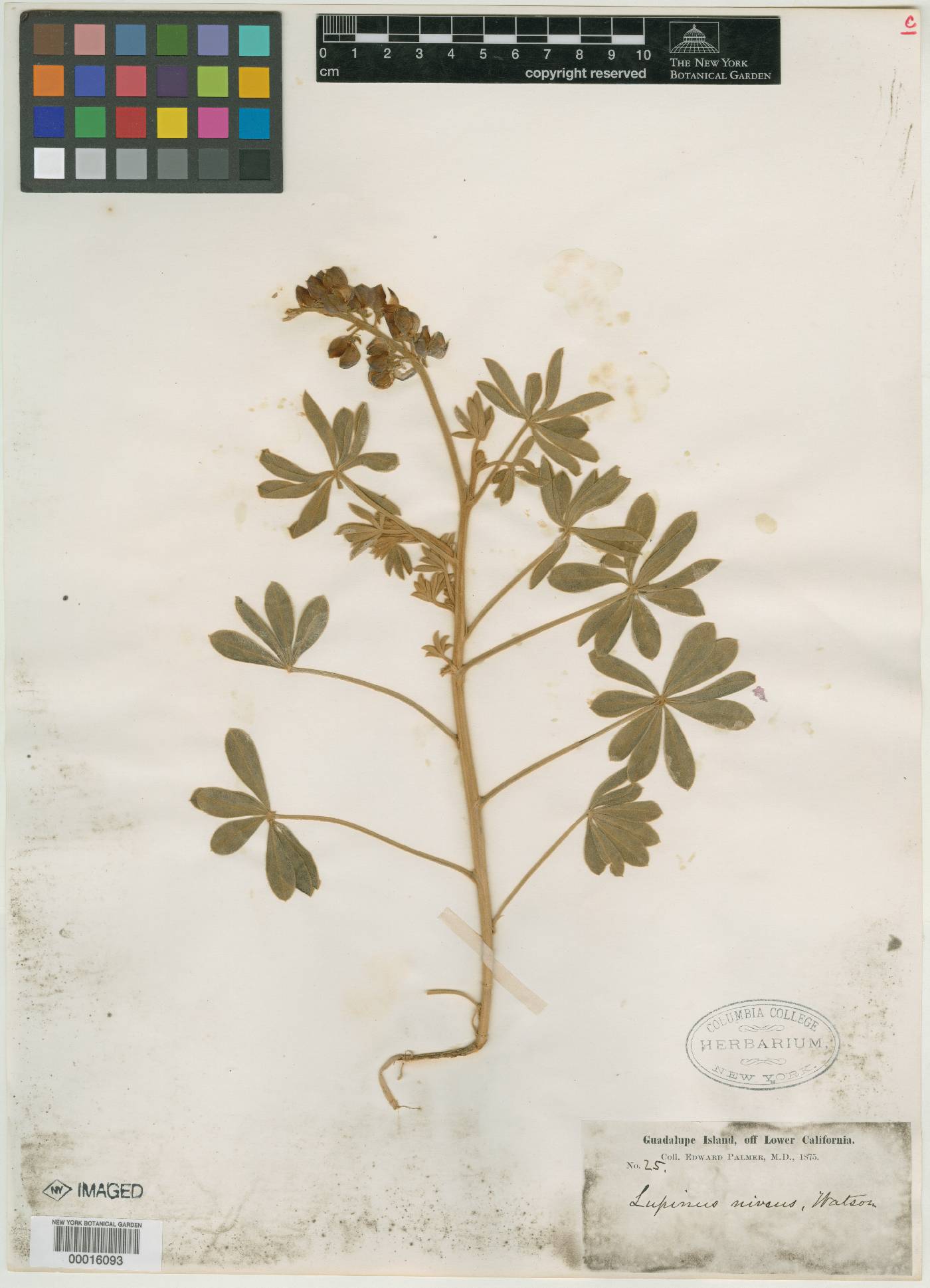 Lupinus niveus image