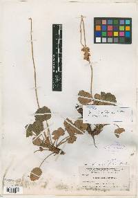 Heuchera saxicola image