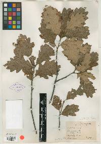 Quercus stelloides image