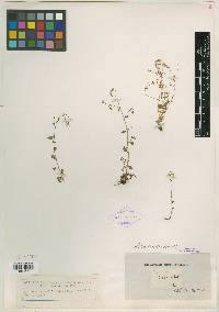 Saxifraga hirsuta image