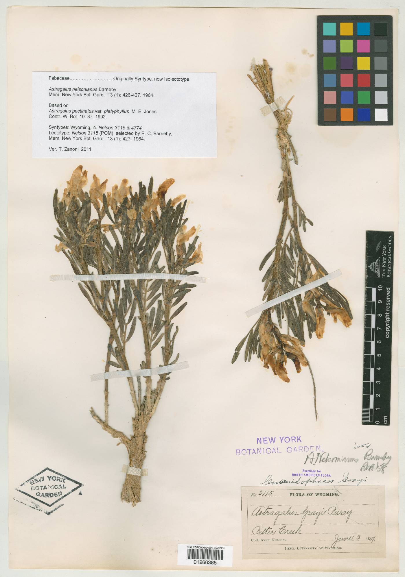 Astragalus pectinatus var. platyphyllus image
