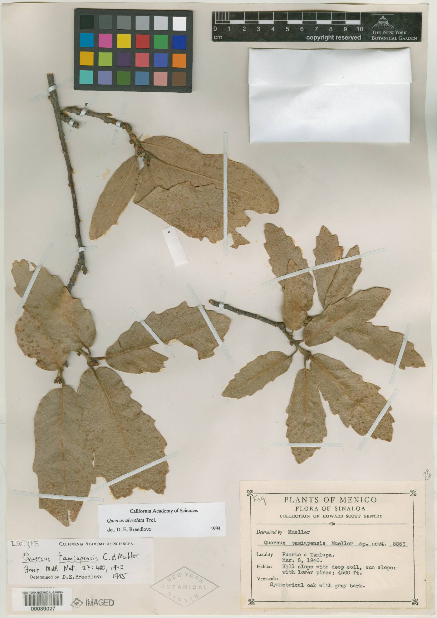 Quercus deserticola image