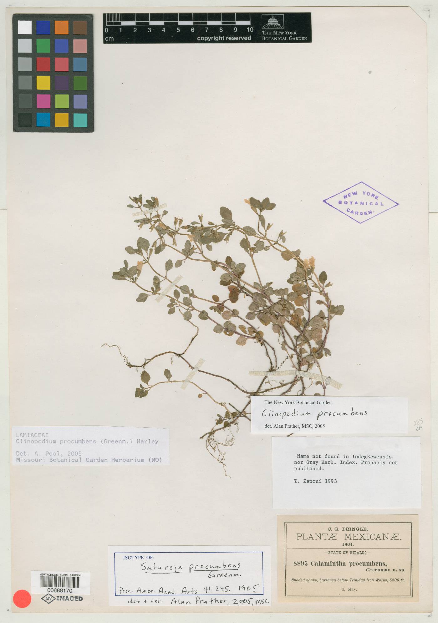 Clinopodium procumbens image