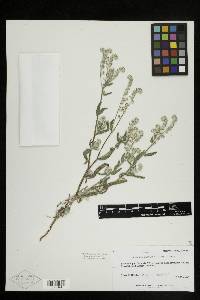 Cryptantha barbigera image