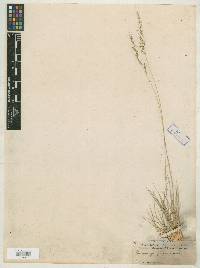 Muhlenbergia montana image