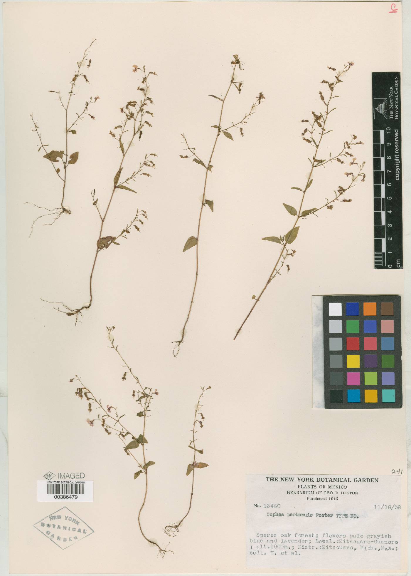 Cuphea pertenuis image