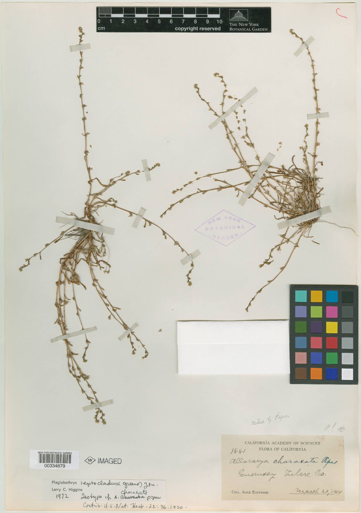 Allocarya charaxata image