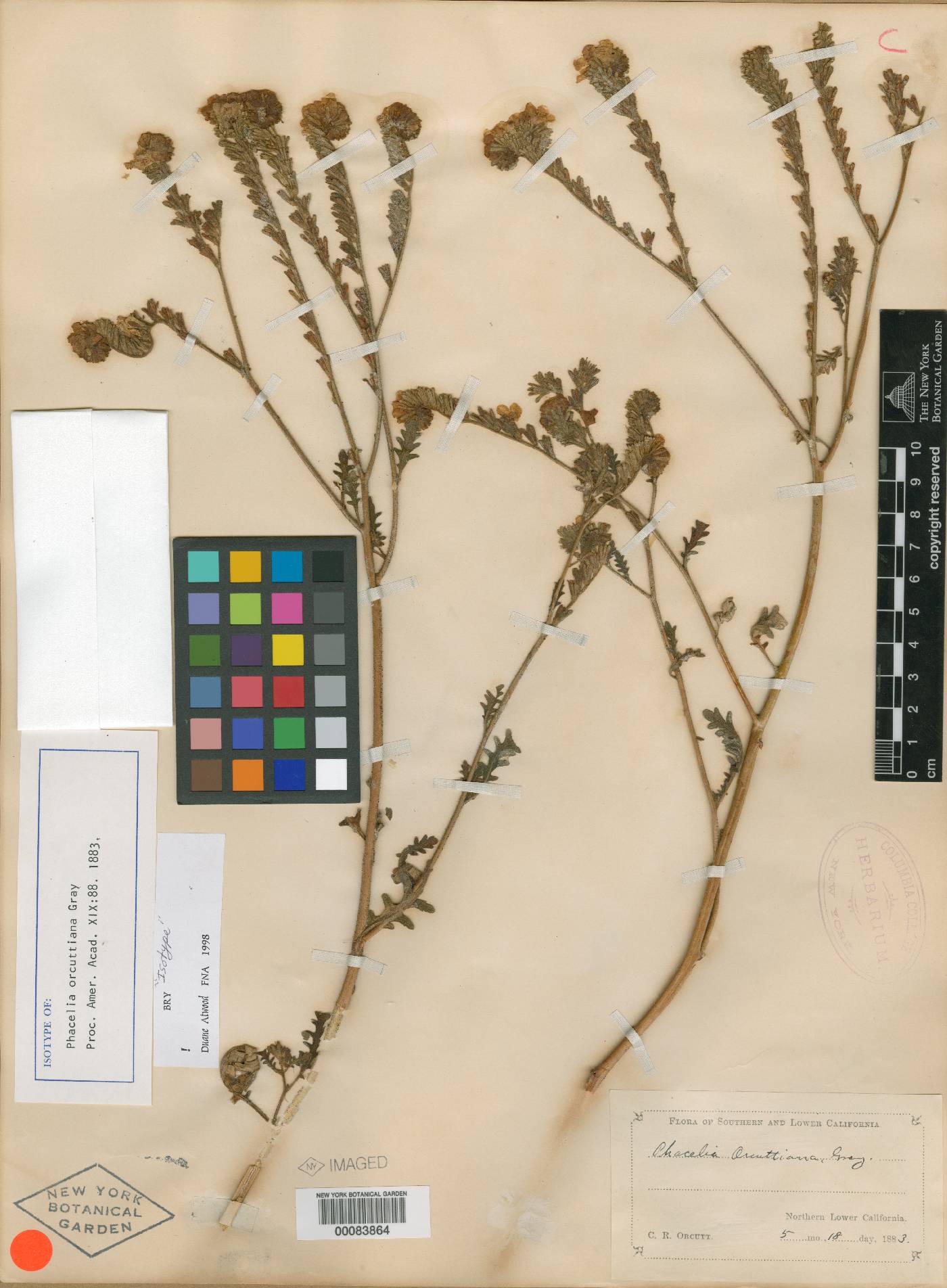 Phacelia orcuttiana image