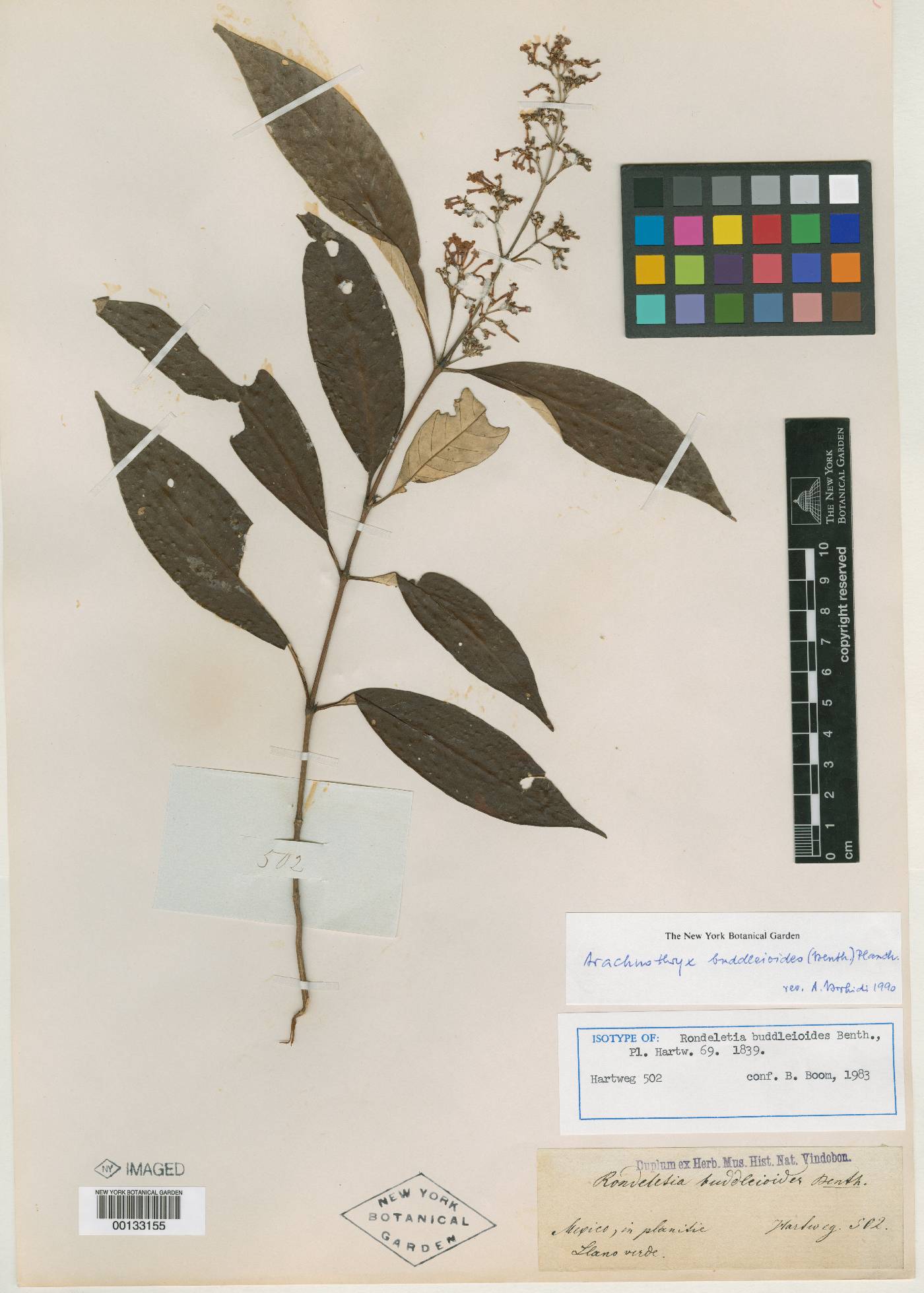 Arachnothryx buddleioides image