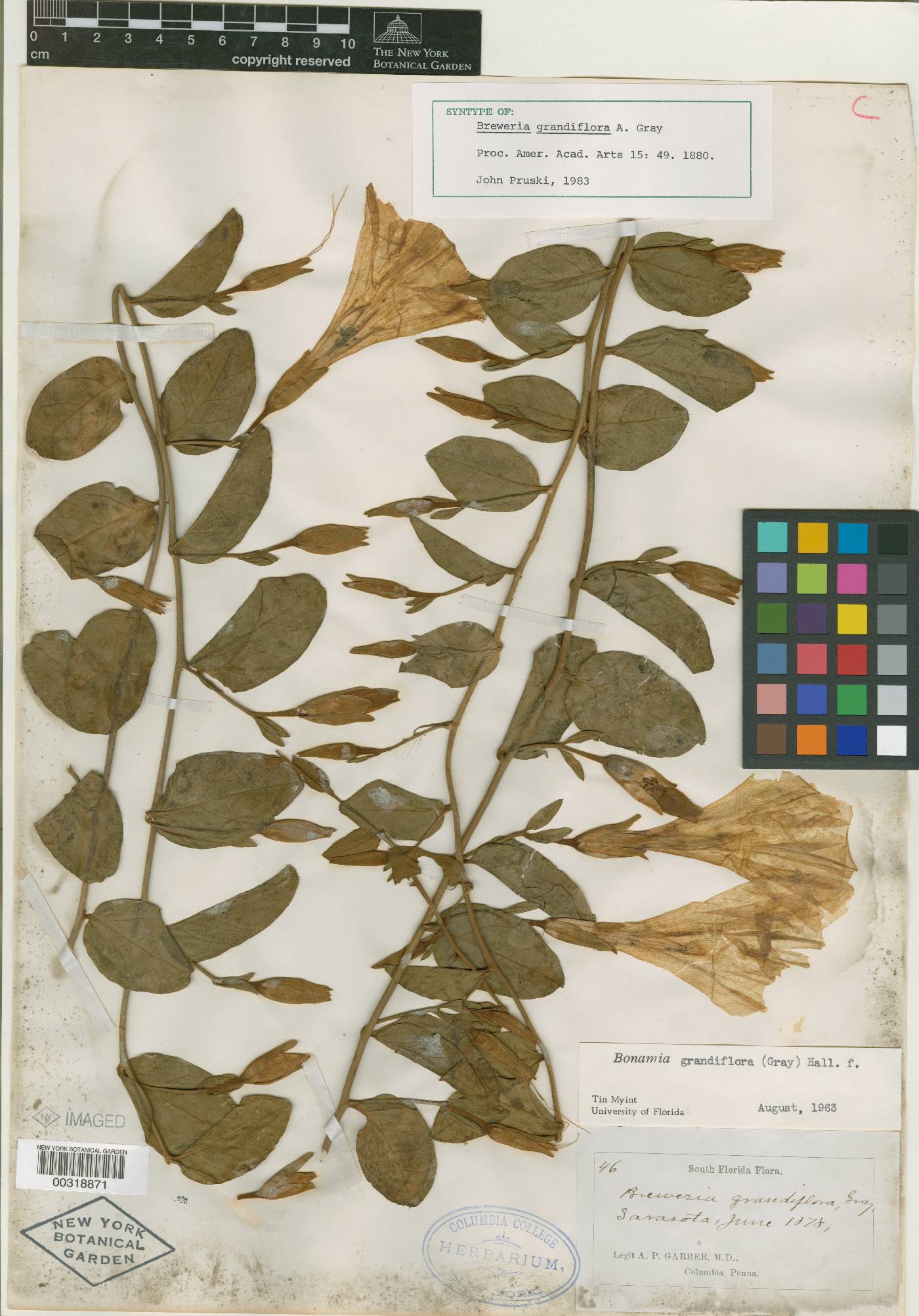 Breweriopsis elegans image